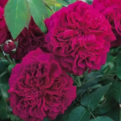 Роза ВИЛЬЯМ ШЕКСПИР английская в Солигорске