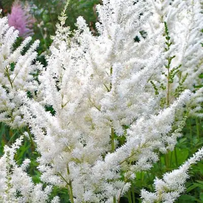 Астильба ДИАМАНТ Арендса в Солигорске