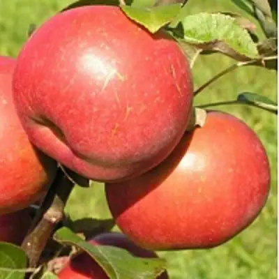 Яблоня РЕДКРАФТ в Солигорске