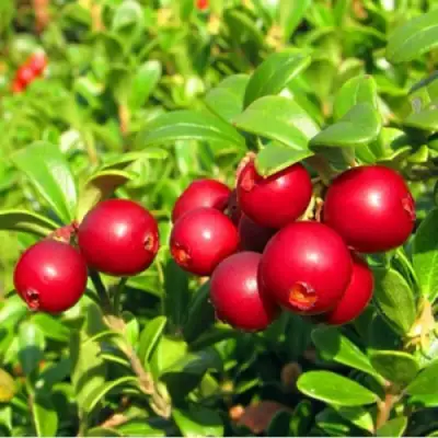 Брусника садовая РЕД ПЕРЛ в Солигорске