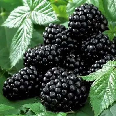 Ежевика БЛЭК БЬЮТИ в Солигорске