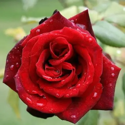 Роза ТАБУ чайно-гибридная в Солигорске