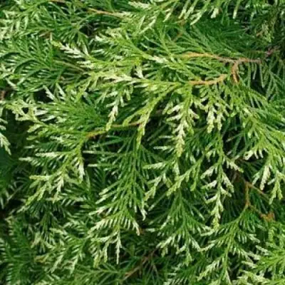Туя СМАРАГД ВАРИЕГАТА западная в Солигорске