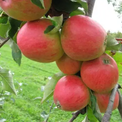 Яблоня ПИККОЛО в Солигорске