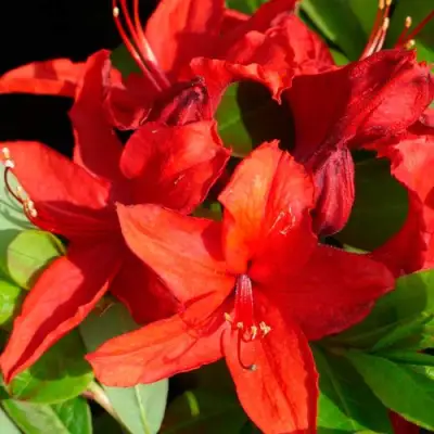 Азалия НАБУКО листопадная в Солигорске