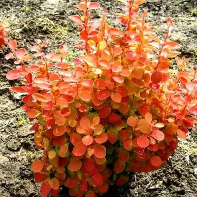 Барбарис ОРАНЖ ФАЙЕР тунберга в Солигорске