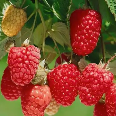 Малина ХИМБО-ТОП в Солигорске