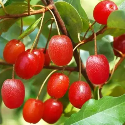 ГУМИ (ЛОХ МНОГОЦВЕТКОВЫЙ) в Солигорске