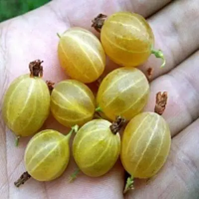 Крыжовник ЯРОВОЙ в Солигорске