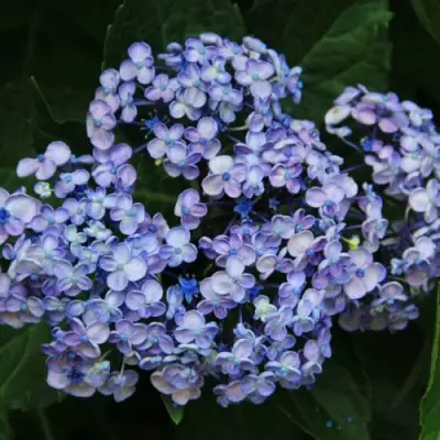 Гортензия АИША крупнолистная  в Солигорске