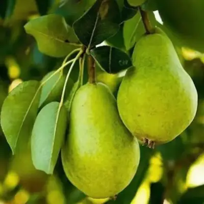 Груша СЕВЕРЯНКА колонновидная в Солигорске