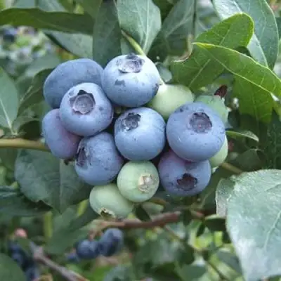 Голубика БЛЮЭТТА в Солигорске