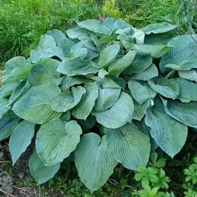 Хоста ЭЛЕГАНС Зибольда в Солигорске