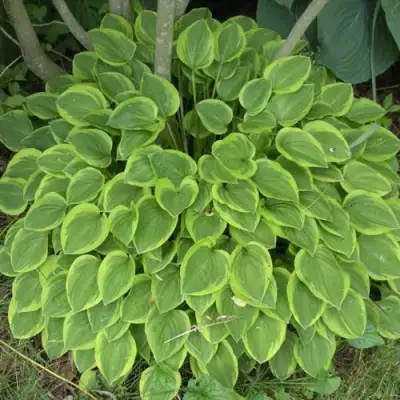 Хоста ГОЛДЕН ТИАРА в Солигорске