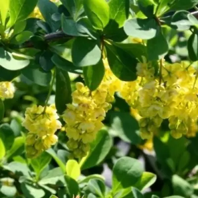 Барбарис ИНДИАН САММЕР  в Солигорске