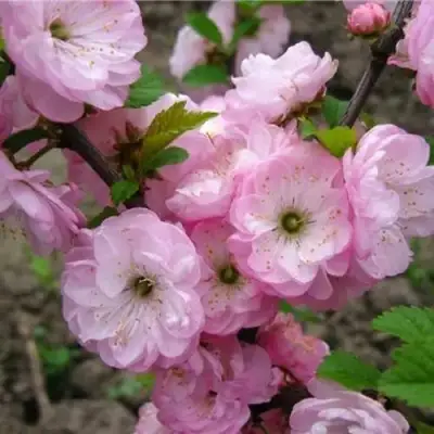 Миндаль ТРЁХЛОПАСТНЫЙ (луизеания) в Солигорске