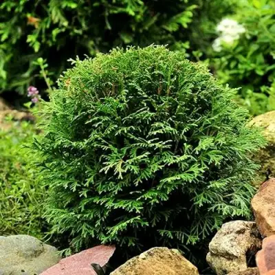 Туя ДАНИКА западная в Солигорске