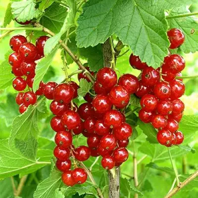 Смородина красная ФЕРТОДИ в Солигорске