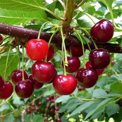 Вишня БРУСНИЦЫНА степная в Солигорске