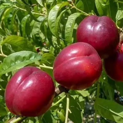 Нектарин БИГ-ТОП в Солигорске