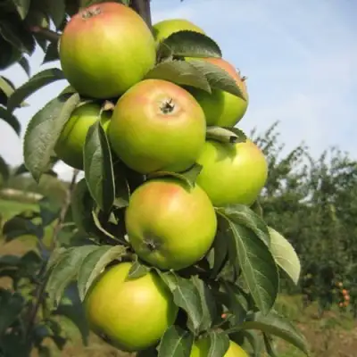 Яблоня ЛУКОМОР колонновидная в Солигорске