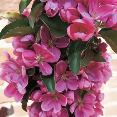 Яблоня ЗЕЛЁНЫЙ БУКЕТ декоративная в Солигорске