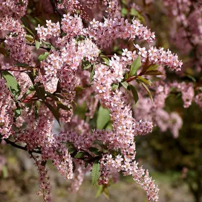 Черемуха НЕЖНОСТЬ в Солигорске