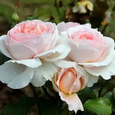 Роза АНДРЕ ЛЕ НОТР чайно-гибридная в Солигорске