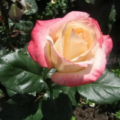 Роза БЕЛА ПЕРЛА чайно-гибридная в Солигорске