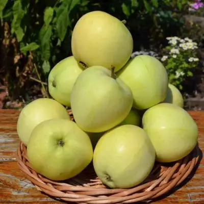 Яблоня ПАПИРОВКА в Солигорске