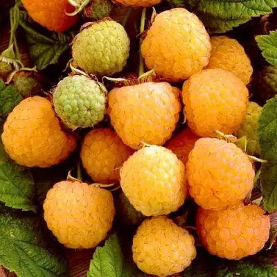 Малина ЗОЛОТЫЕ КУПОЛА в Солигорске