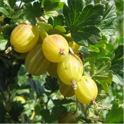 Крыжовник БЕРИЛЛ в Солигорске