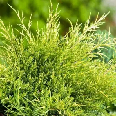 Можжевельник ОЛД ГОЛД средний в Солигорске