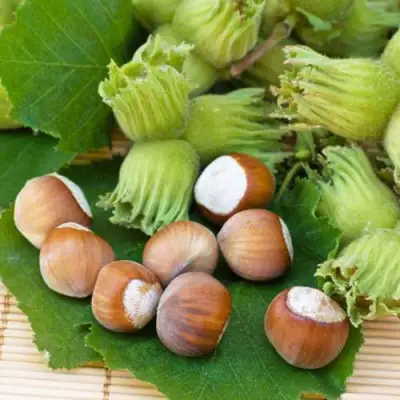 Фундук КРЕПКИЙ ОРЕШЕК в Солигорске