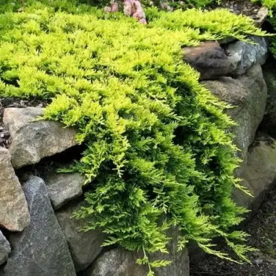 Можжевельник ГОЛДЕН КАРПЕТ горизонтальный  в Солигорске