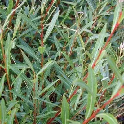 Ива НАНА пурпурная в Солигорске