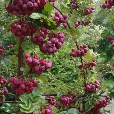 Рябина ДЕСЕРТНАЯ МИЧУРИНА сладкоплодная в Солигорске