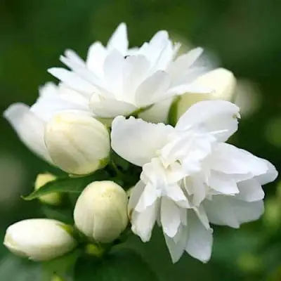 Жасмин ШНЕЕШТРУМ в Солигорске