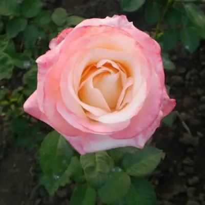 Роза БЕЛА ПЕРЛА чайно-гибридная в Солигорске