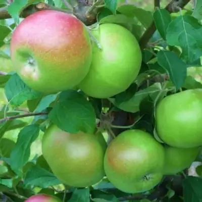 Яблоня НАВАВИТА в Солигорске