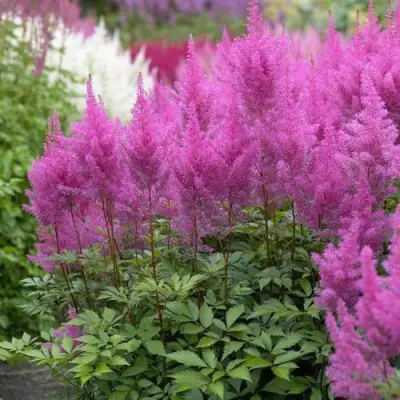 Астильба АМЕТИСТ Арендса в Солигорске