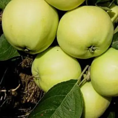 Яблоня ПАПИРОВКА в Солигорске