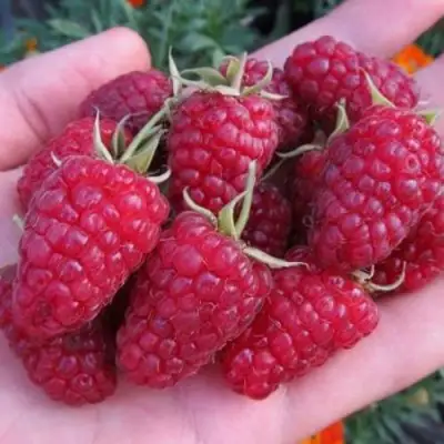 Малина МОСКОВСКИЙ ВЕЛИКАН в Солигорске