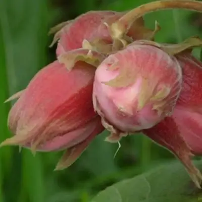 Фундук АКАДЕМИК ЯБЛОКОВ в Солигорске