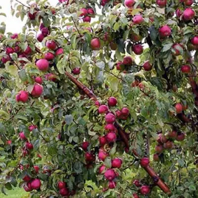 Яблоня ЛОБО в Солигорске