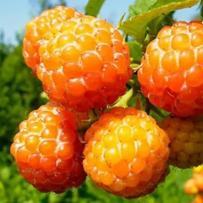 Малина АБРИКОСОВАЯ в Солигорске