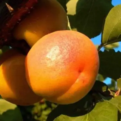 Абрикос СПАДЧЫНА в Солигорске