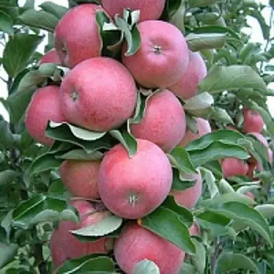 Яблоня АНТЕЙ КИЕВСКИЙ колонновидная в Солигорске