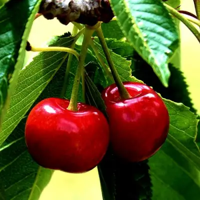 Вишня НИКА в Солигорске