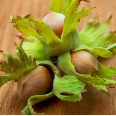 Фундук ГИГАНТ ТАМБОВСКИЙ в Солигорске